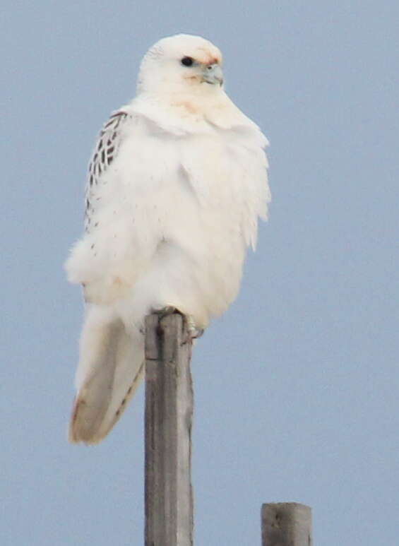 Image of Gyr Falcon