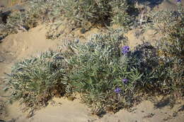 Image of Yukon lupine