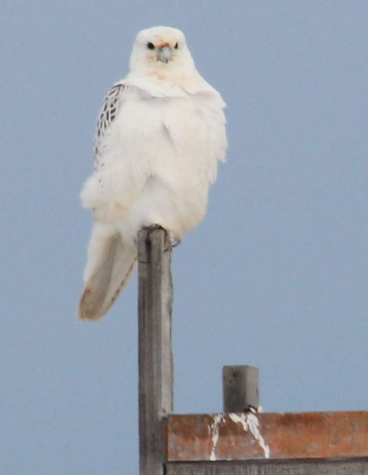 Image of Gyr Falcon