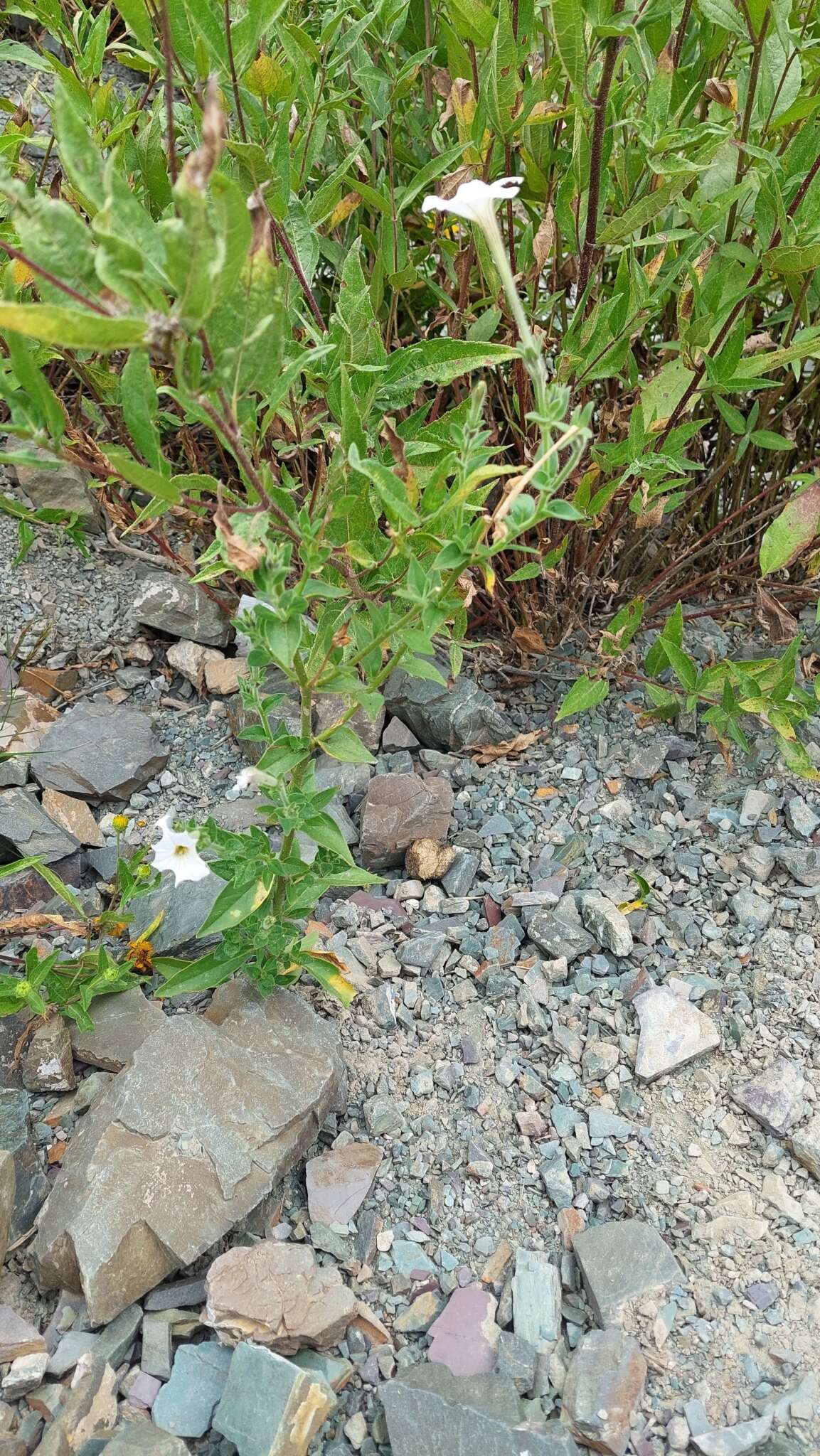 صورة Petunia axillaris subsp. subandina T. Ando