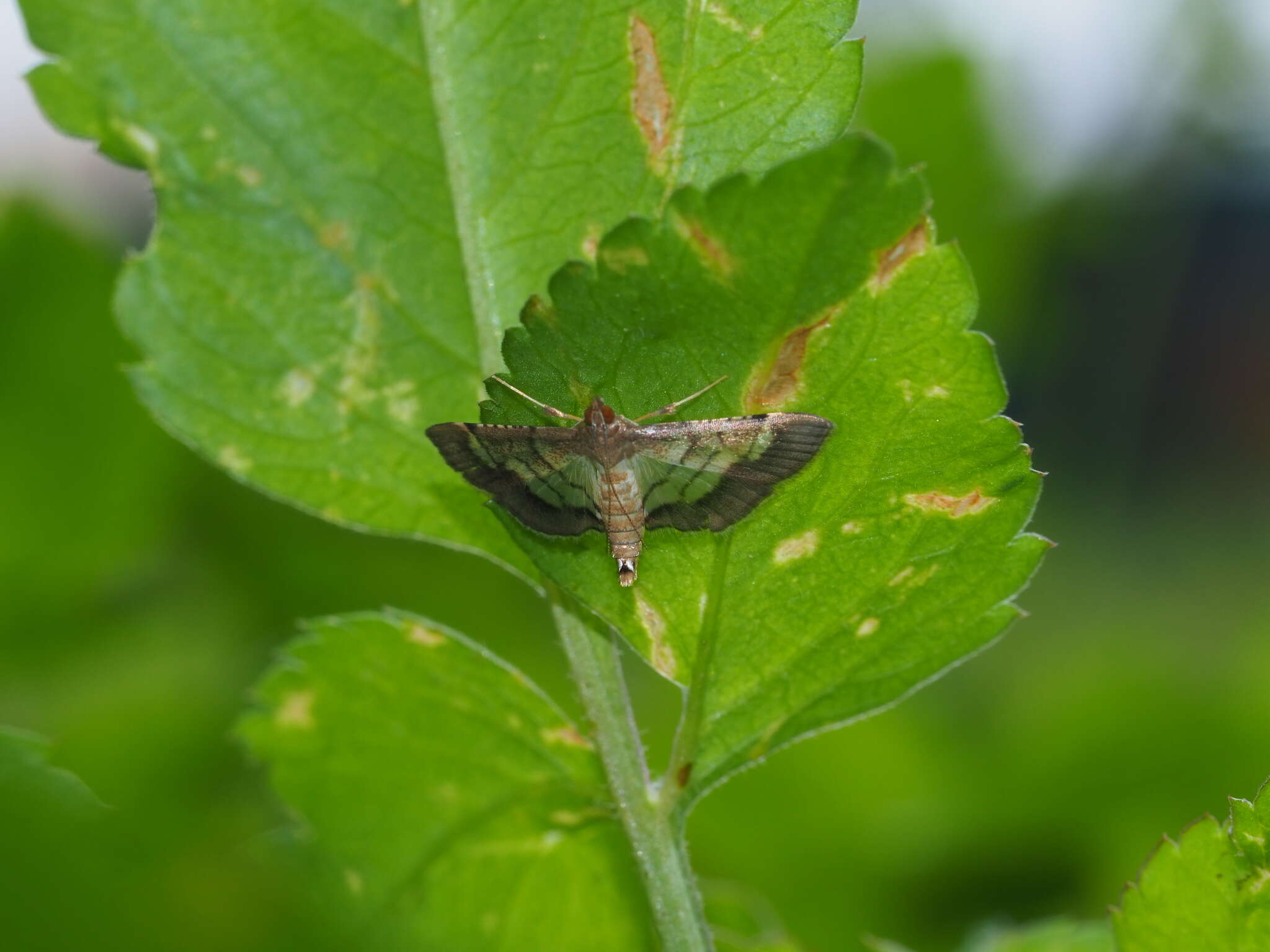 Sivun Cnaphalocrocis limbalis Wileman 1911 kuva