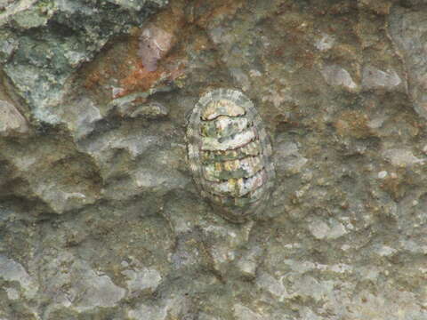 Image de Chiton squamosus Linnaeus 1764