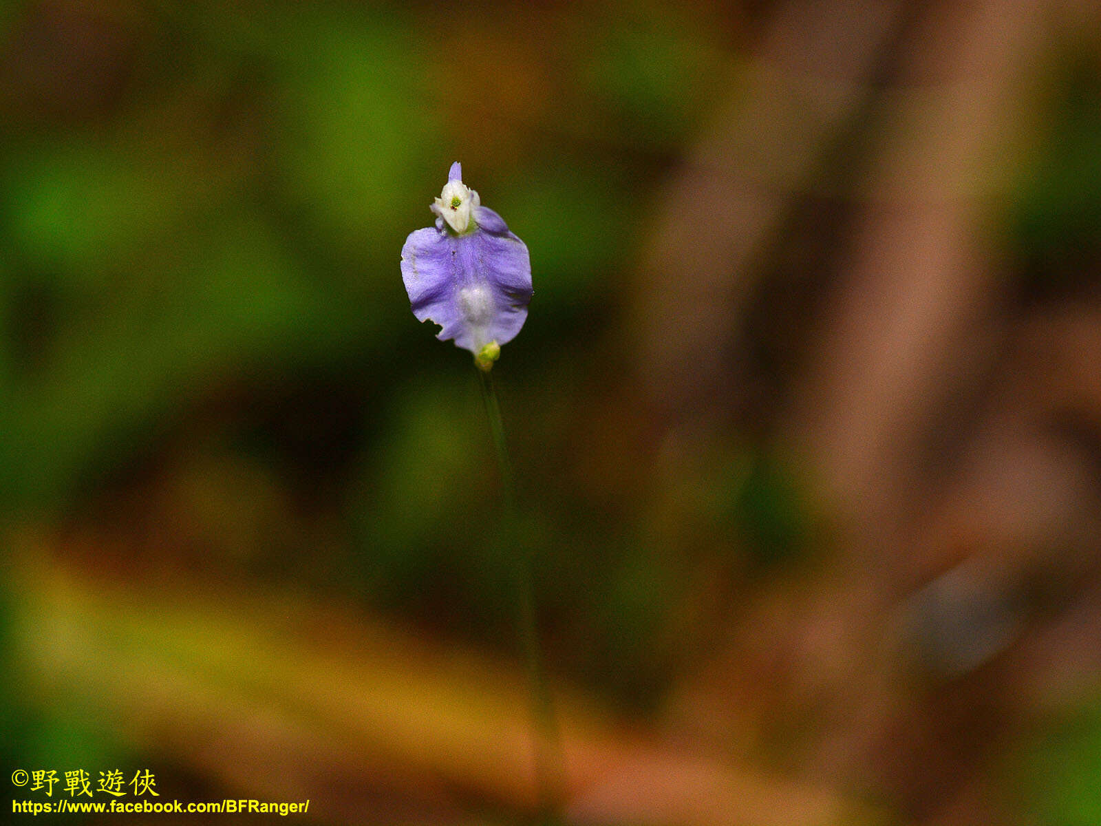 Imagem de Burmannia coelestis D. Don