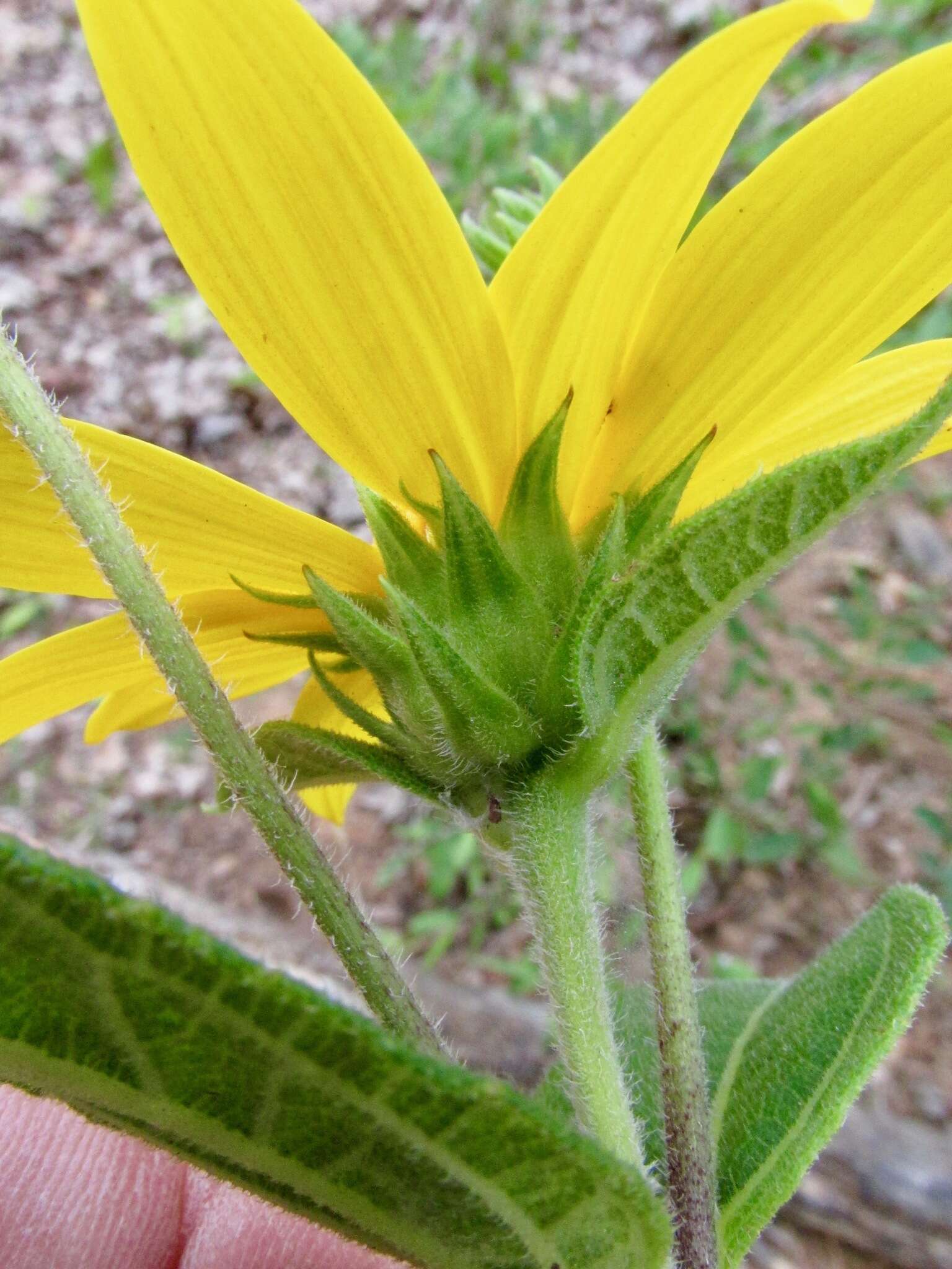 Слика од Helianthus hirsutus Rafin.