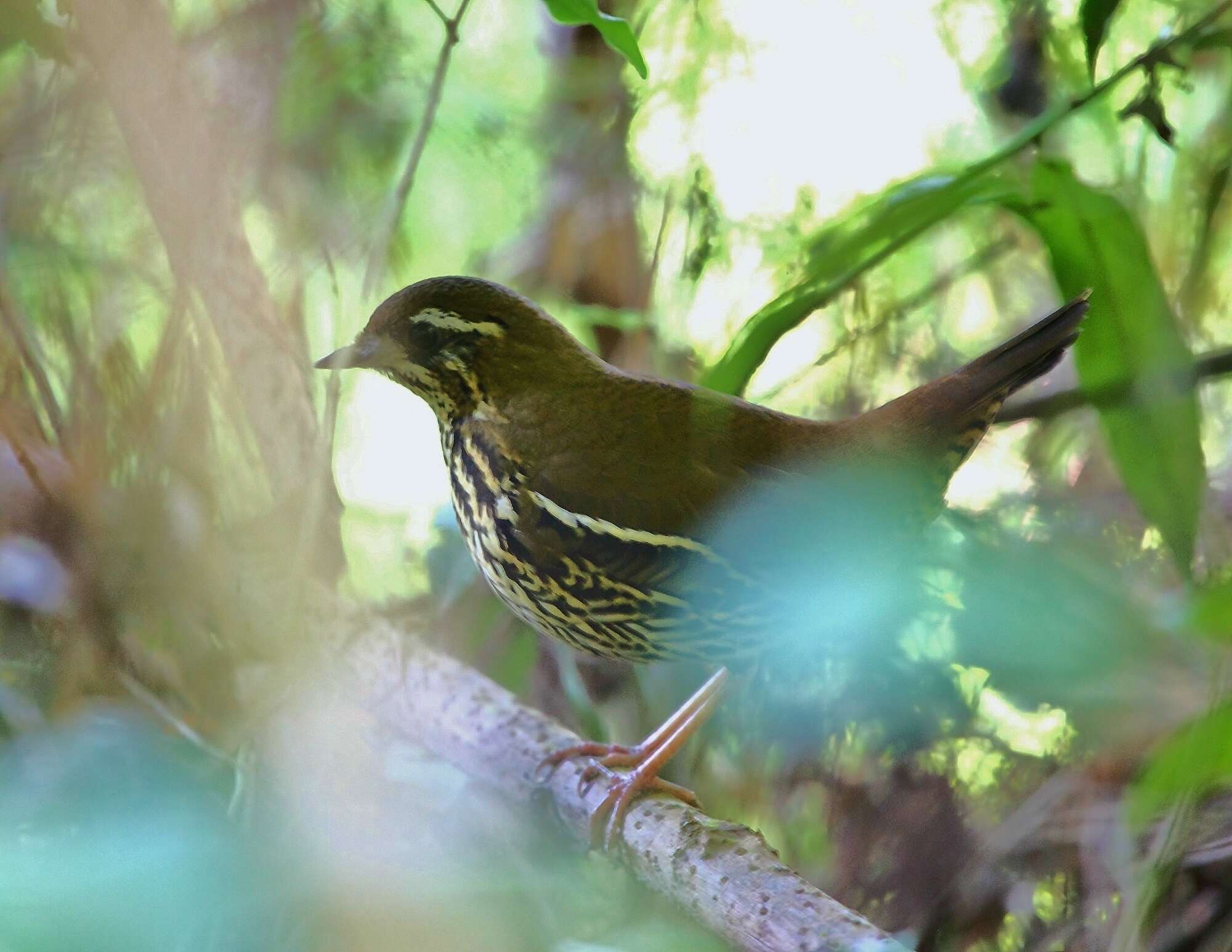 Image of Rufous-tailed Antthrush