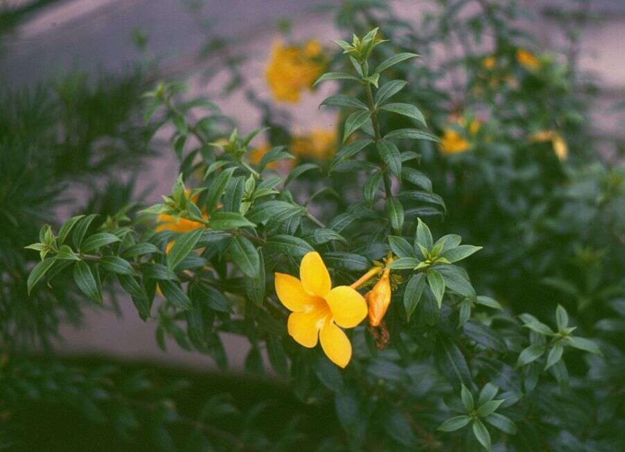 Image of golden trumpet