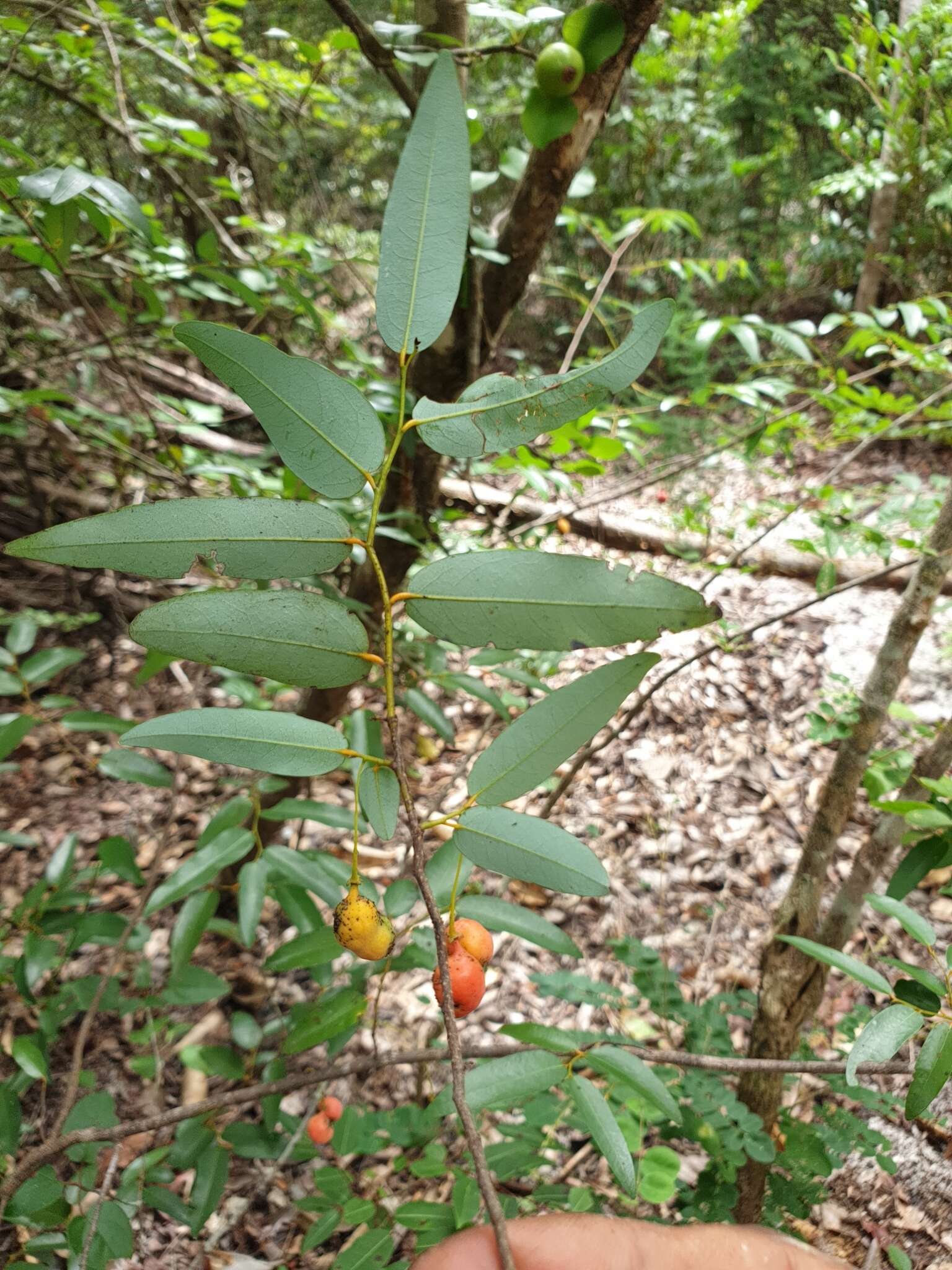 Image of Monanthotaxis micrantha (Baker) Verdc.