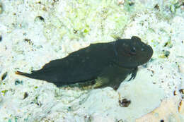 Image of Lady Musgrave blenny