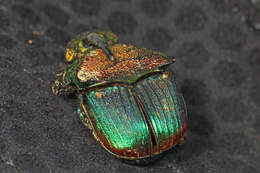 Image of Rainbow Scarab