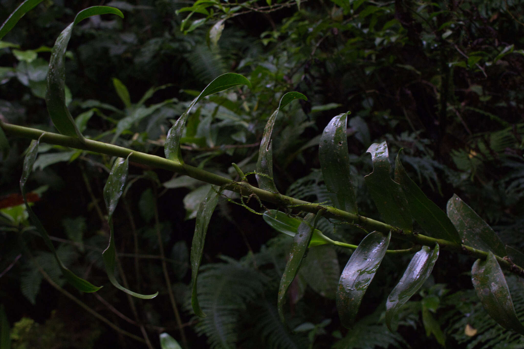 Image of Epidendrum exasperatum Rchb. fil.