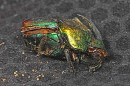 Image of Rainbow Scarab