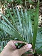 Image of Calamus siphonospathus var. sublaevis Becc.