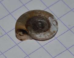 Image of Ram's Horn Snail