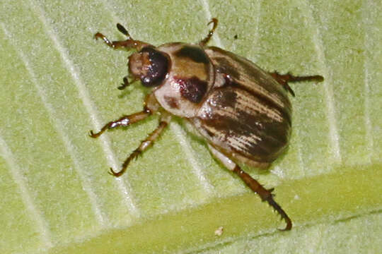 Image of Anomala orientalis