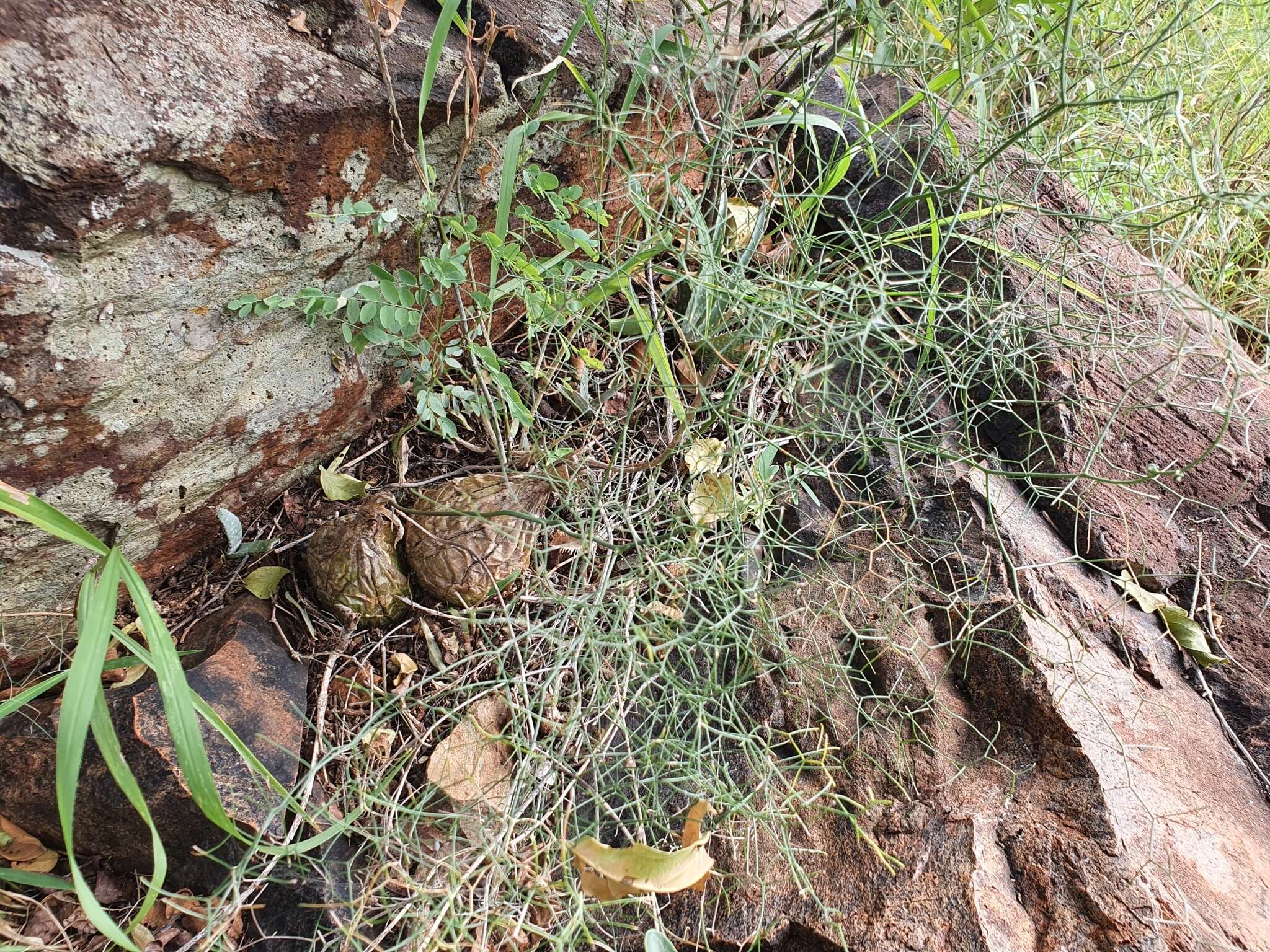 Image of Drimia intricata (Baker) J. C. Manning & Goldblatt