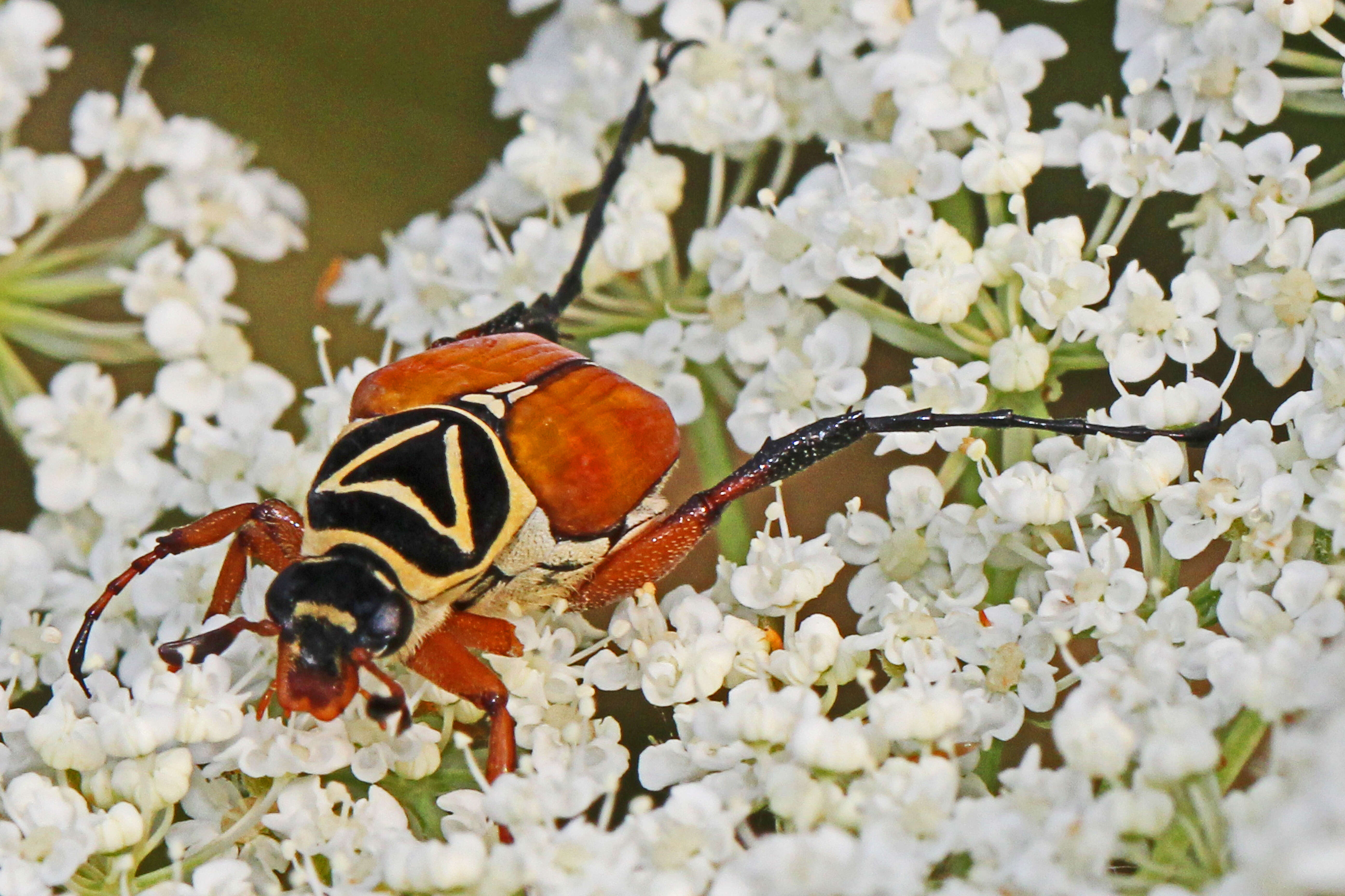 Image of Delta Flower Scarab