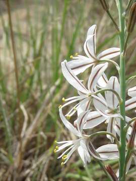 Image of Trachyandra saltii (Baker) Oberm.