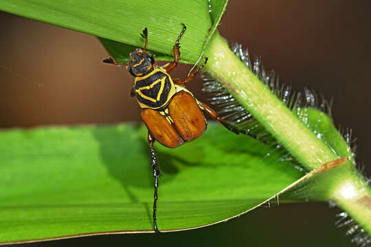 Image of Delta Flower Scarab