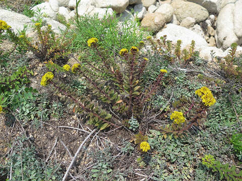 Image of <i>Sedum selskianum</i> Regel & Maak