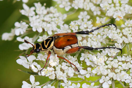 Image of Delta Flower Scarab