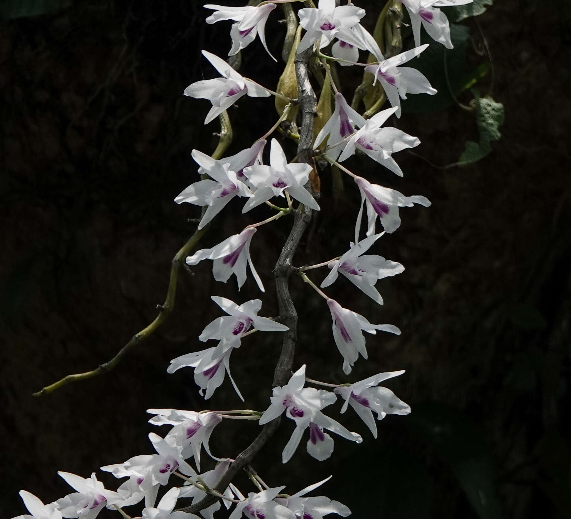 Imagem de Dendrobium transparens Wall. ex Lindl.