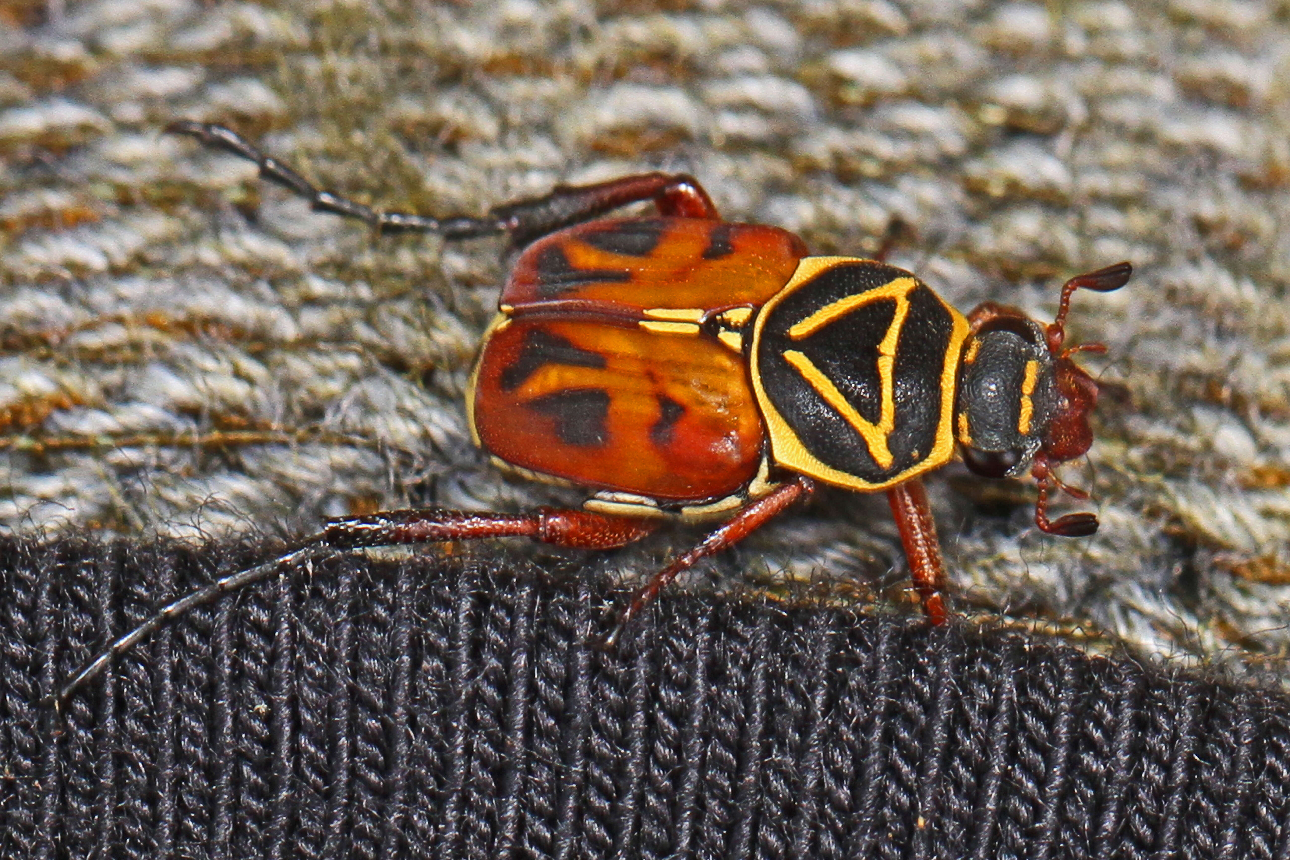 Image of Delta Flower Scarab