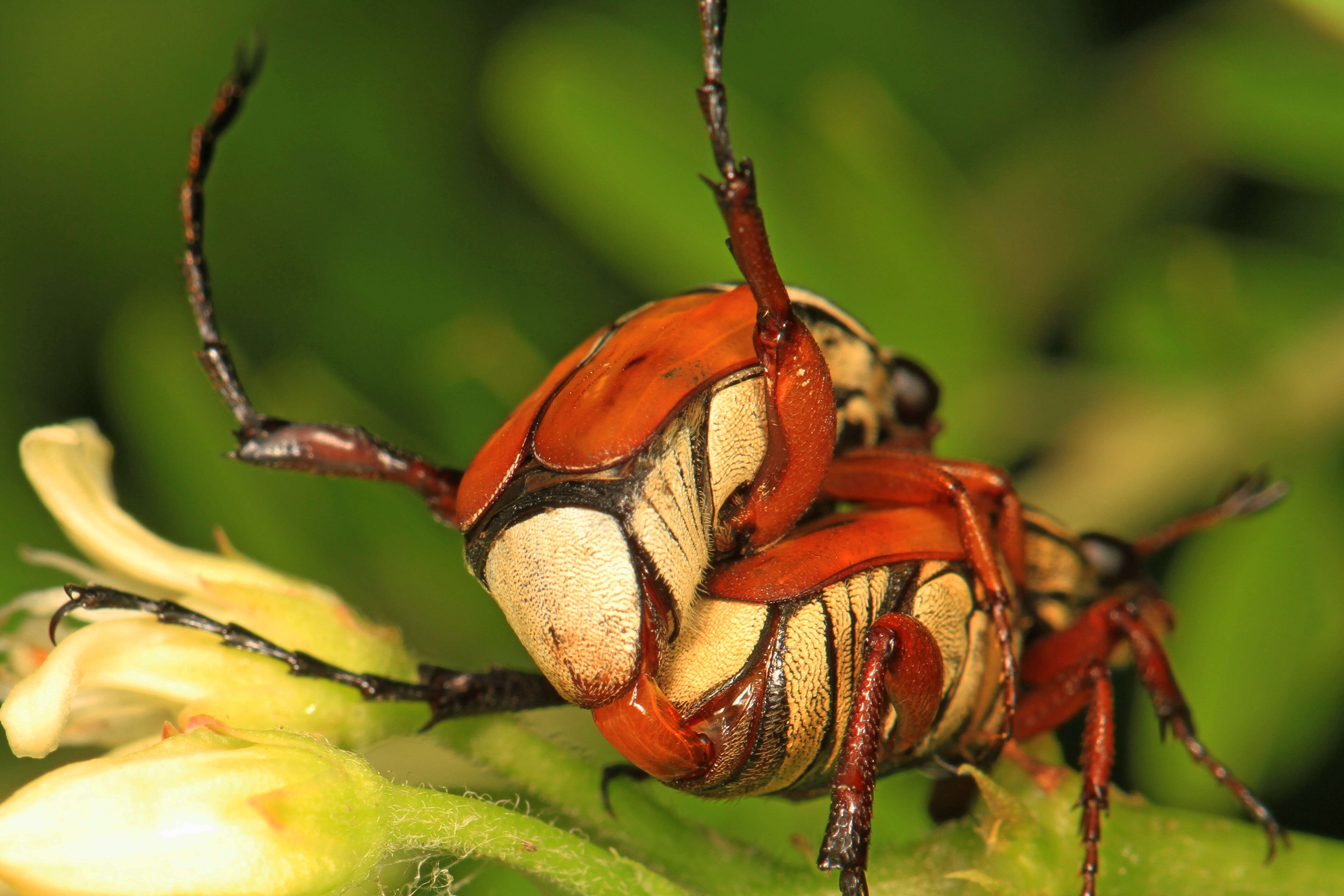 Image of Delta Flower Scarab