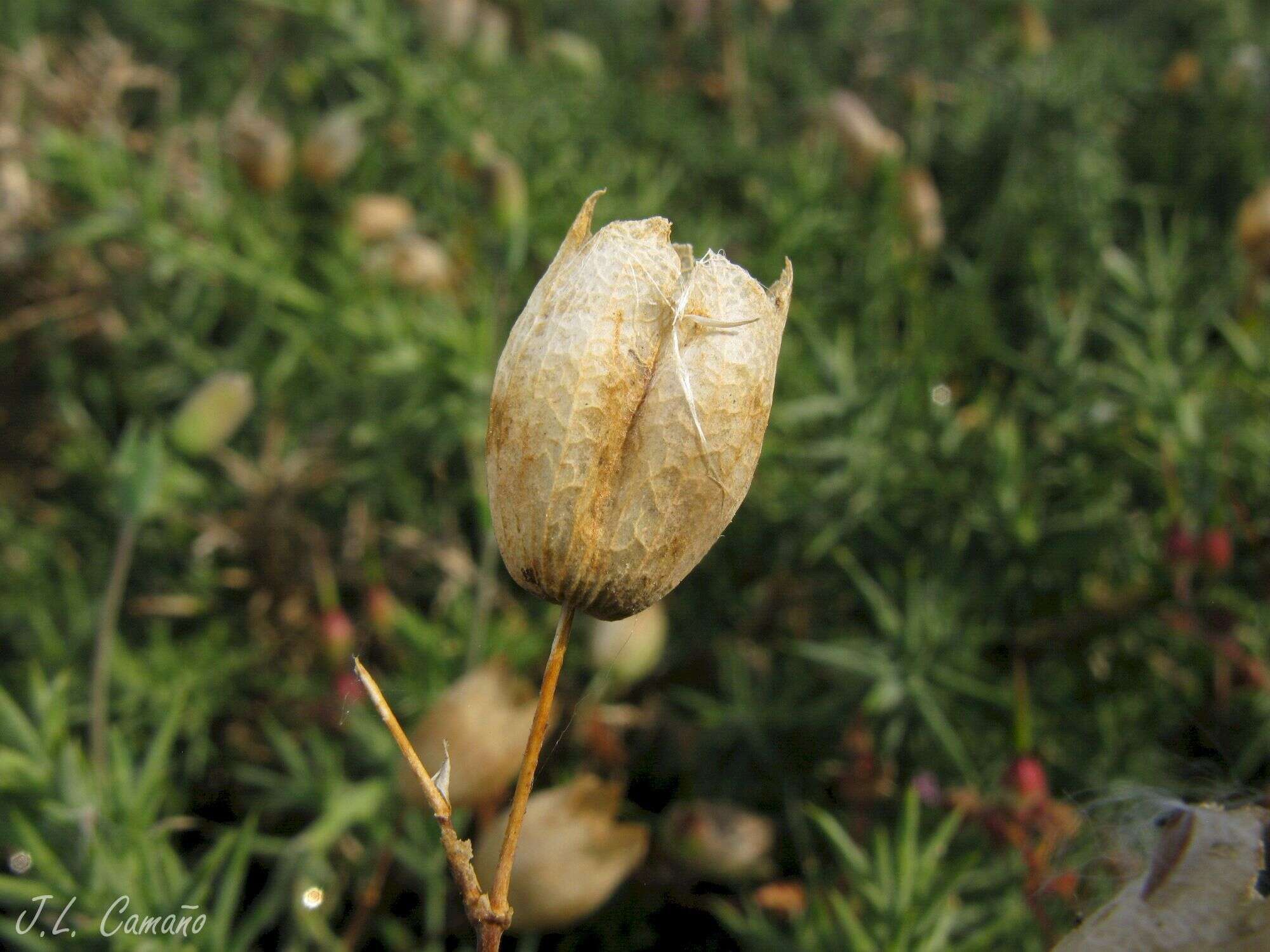 Image of Silene uniflora subsp. uniflora