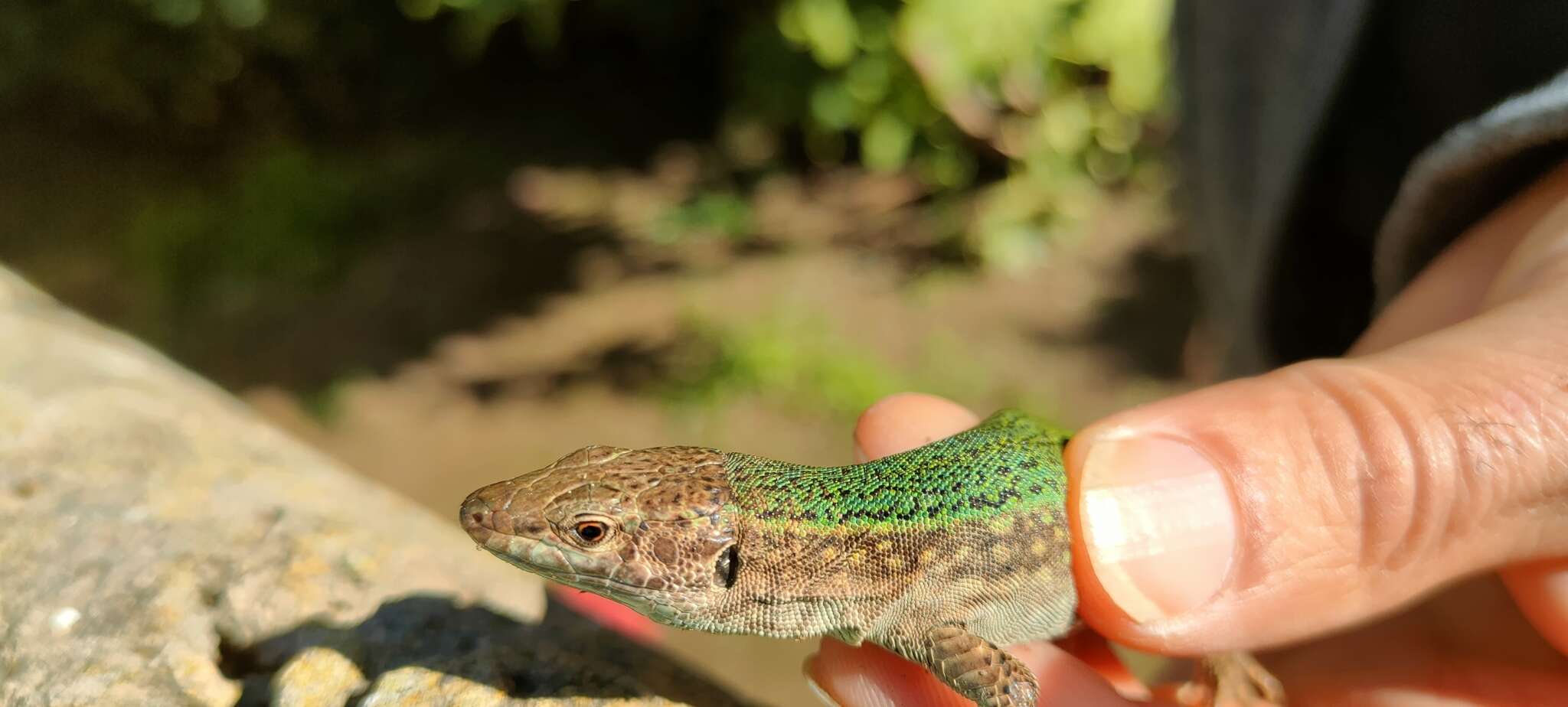 Image of Ibiza Wall Lizard