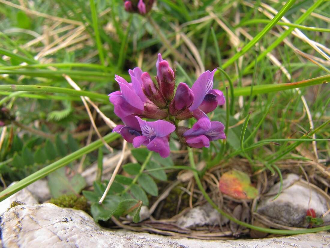 Image of Oxytropis neglecta Ten.