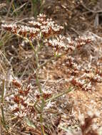 Image of Goniolimon dalmaticum (C. Presl) Rchb. fil.