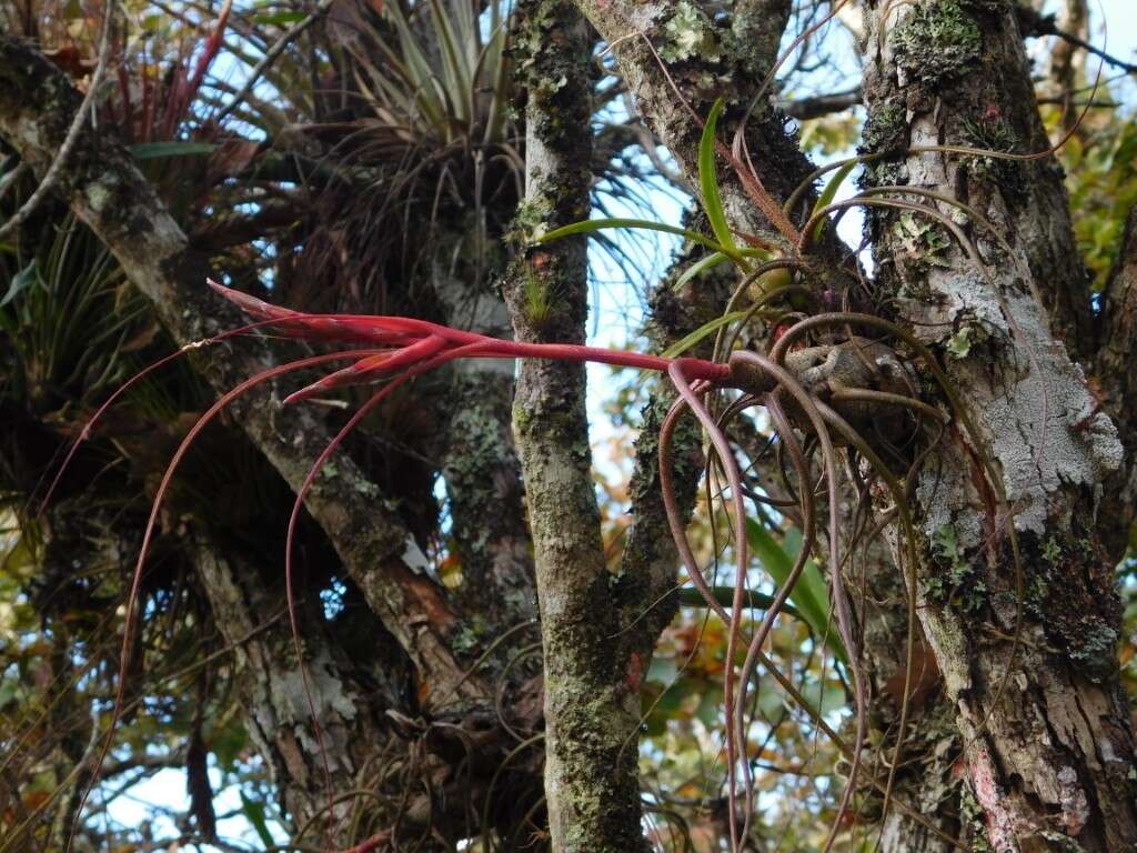 Image of Tillandsia butzii Mez