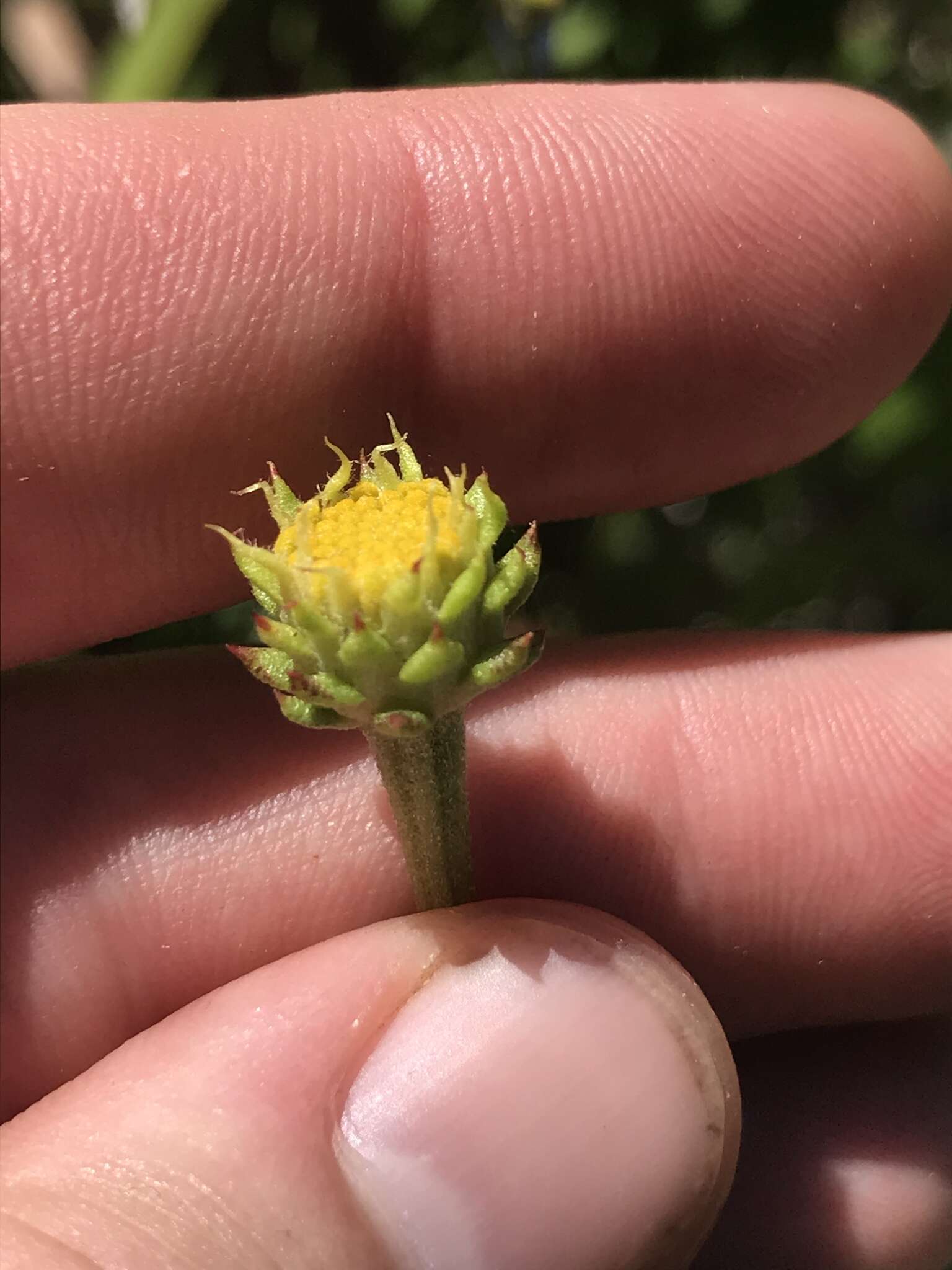 Plancia ëd Balduina uniflora Nutt.