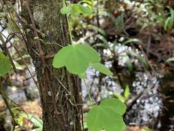 Image of pineland passionflower