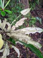 Image of Rhododendron formosanum Hemsl.