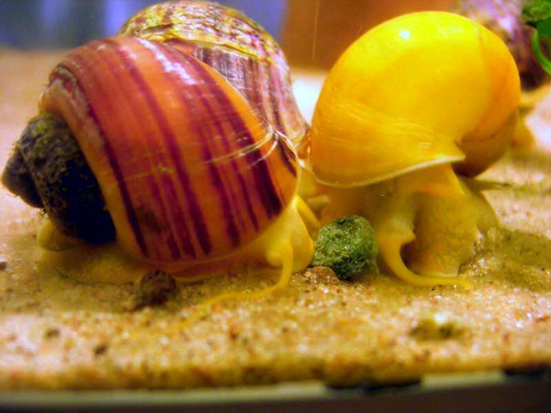 Image of Common Apple Snail
