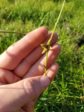 Sivun Schoenoplectiella smithii (A. Gray) Hayas. kuva