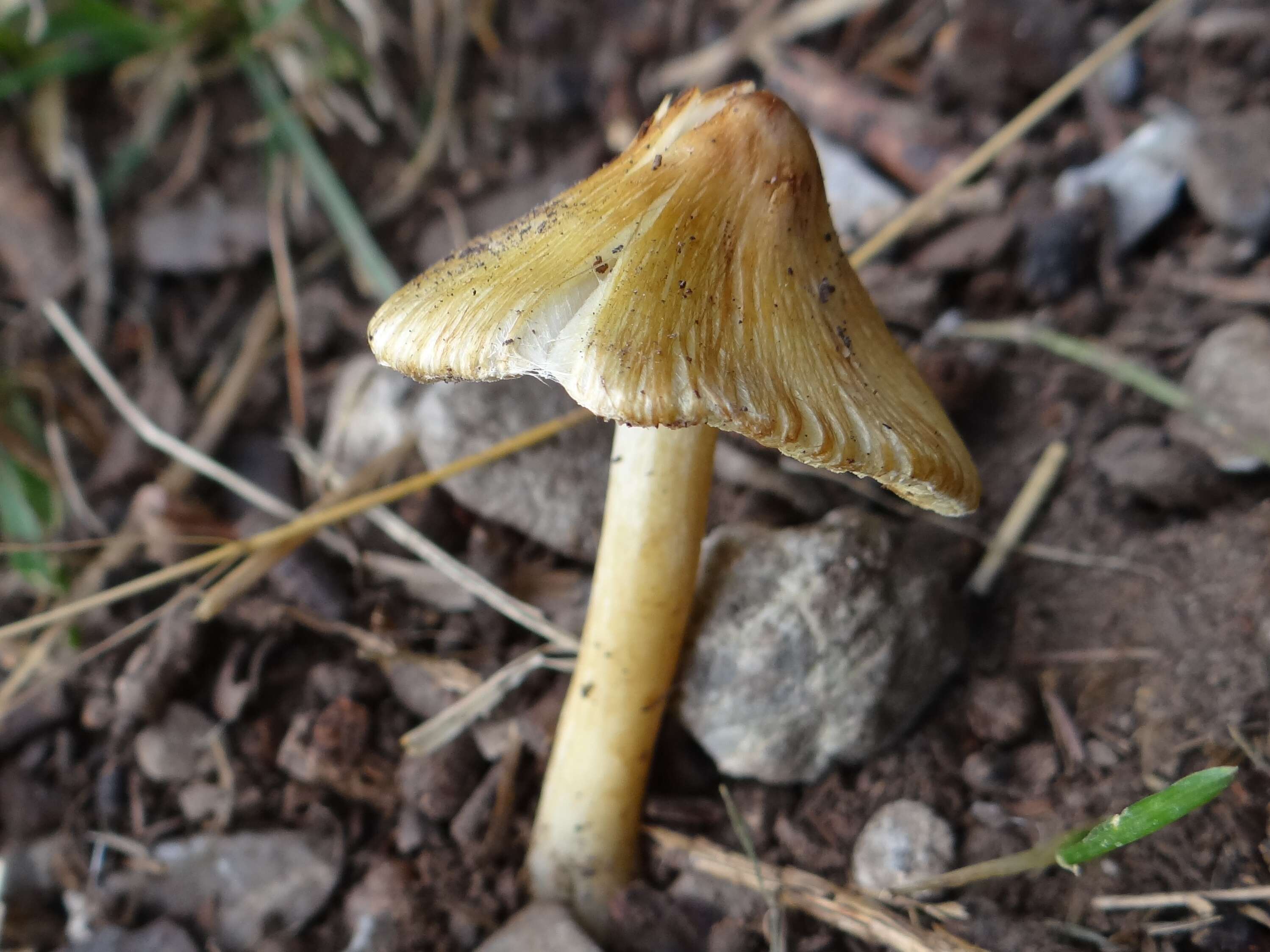 Image of Inocybe rimosa (Bull.) P. Kumm. 1871