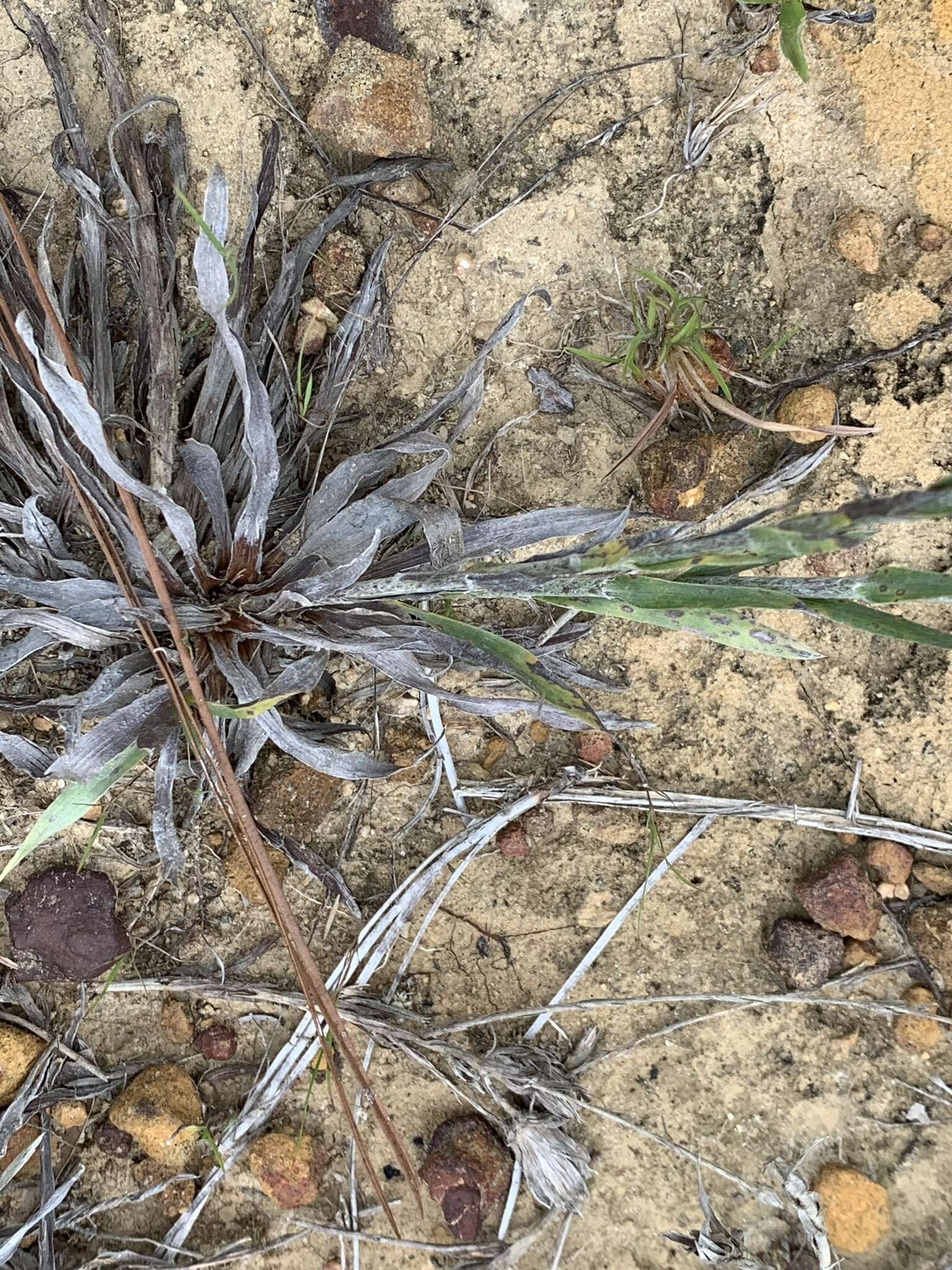 Image de <i>Pityopsis <i>graminifolia</i></i> var. graminifolia