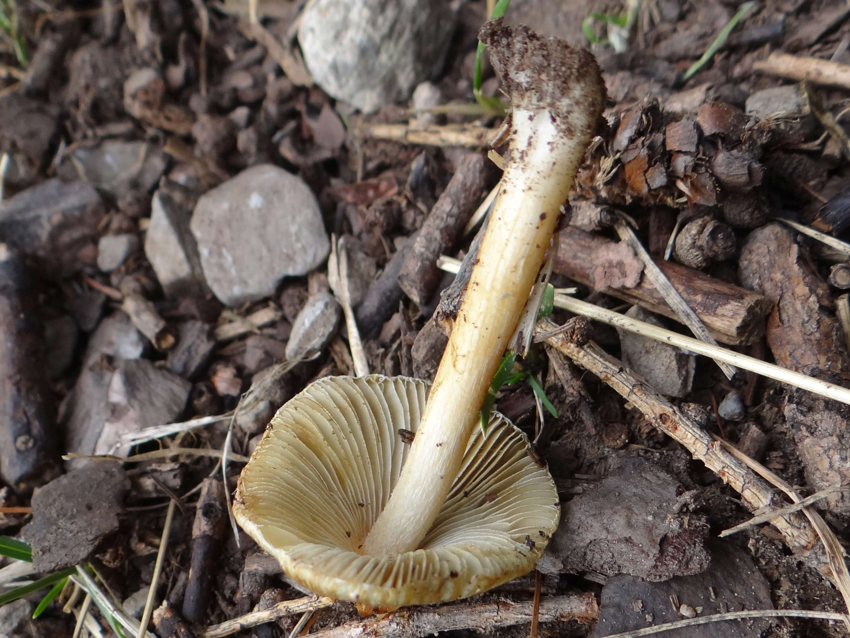 صورة Inocybe rimosa (Bull.) P. Kumm. 1871