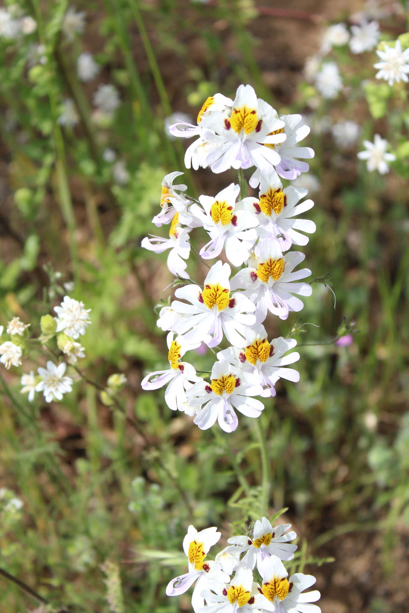 Imagem de Schizanthus pinnatus Ruiz & Pavón