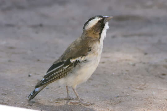 Image of sparrow-weaver