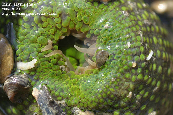 Anthopleura fuscoviridis Carlgren 1949 resmi