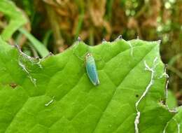 Image of Cicadella viridis (Linnaeus 1758)