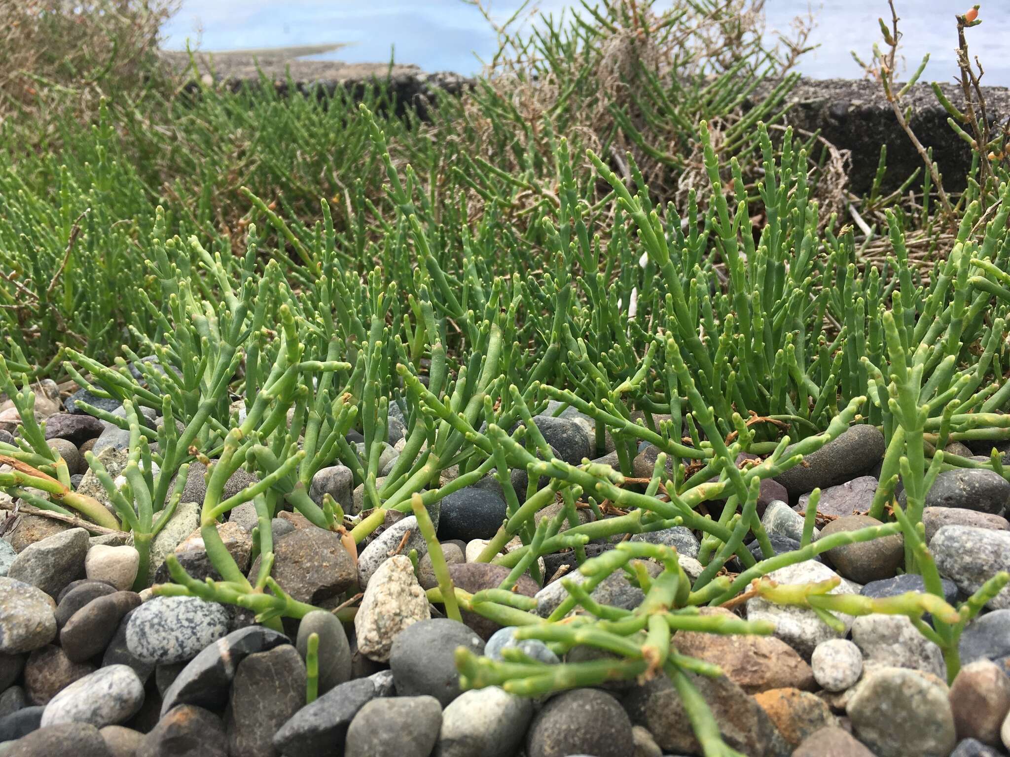 Image of Perennial Glasswort