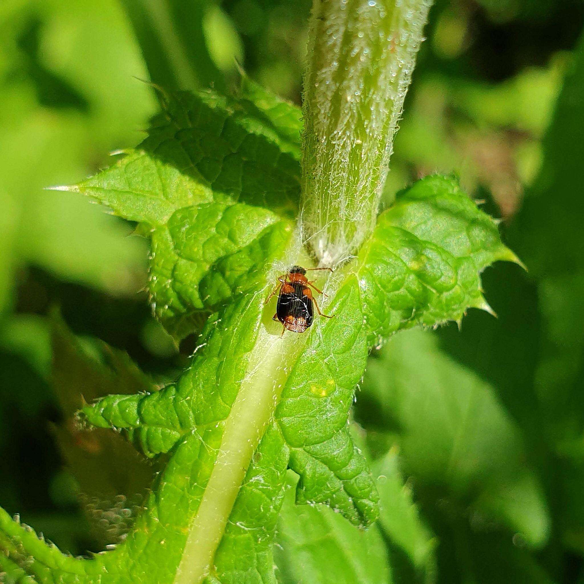 Image of Lebia (Lebia) humeralis Dejean 1825