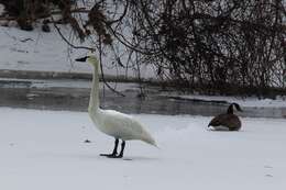 Image of Trumpeter Swan