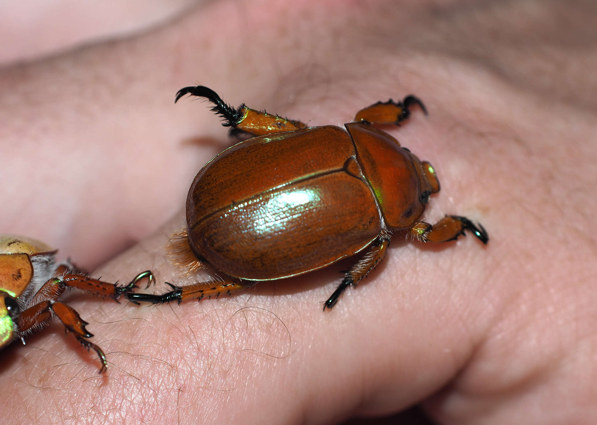 Image of Anoplognathus viriditarsis (Leach 1815)