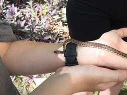 Tropidophis pardalis (Gundlach 1840)的圖片