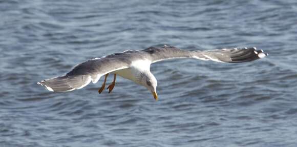 Image of Larus fuscus graellsii Brehm & AE 1857